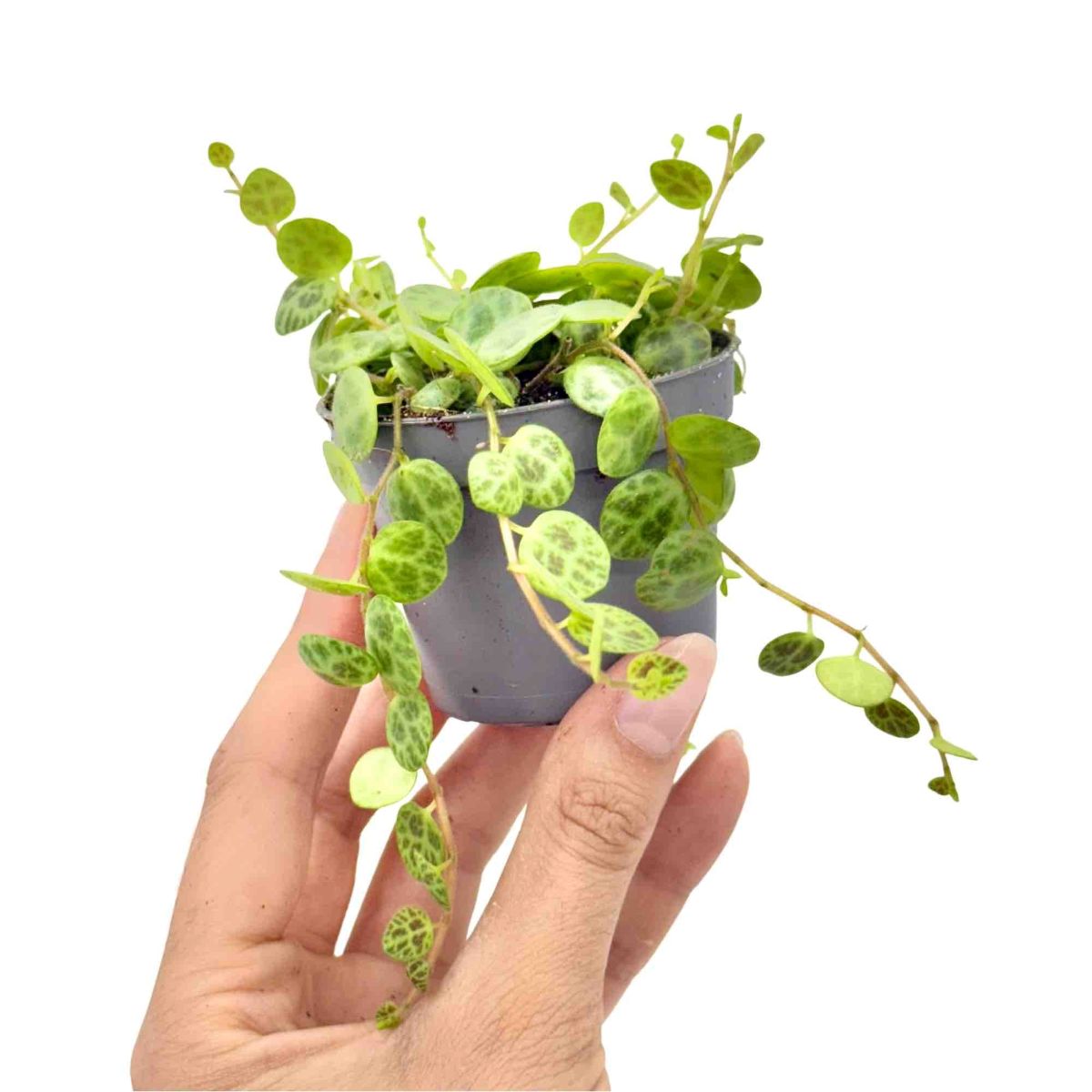 peperomia, plante d'intérieur au feuillage charnu et décoratif