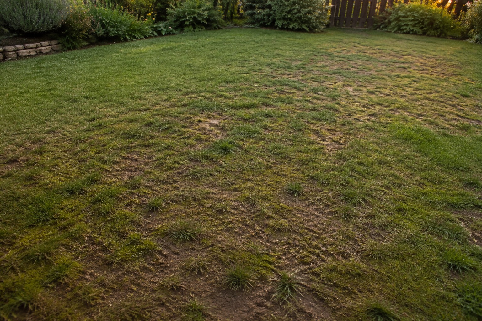 Pelouse clairsemée avec zones de mousse et terre visible avant regarnissage